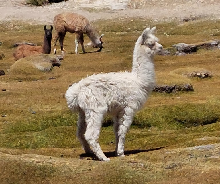 Uyuni Tour Tag 2 – heiße Quellen und jede Menge Llamas