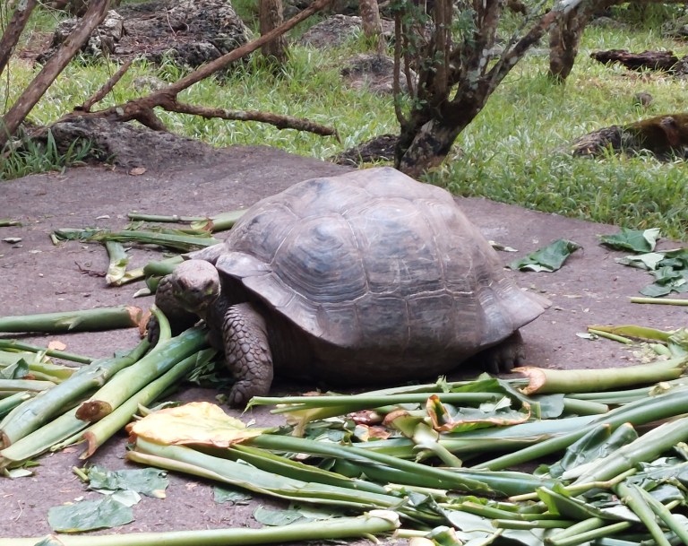 Galapagos – Tag 3