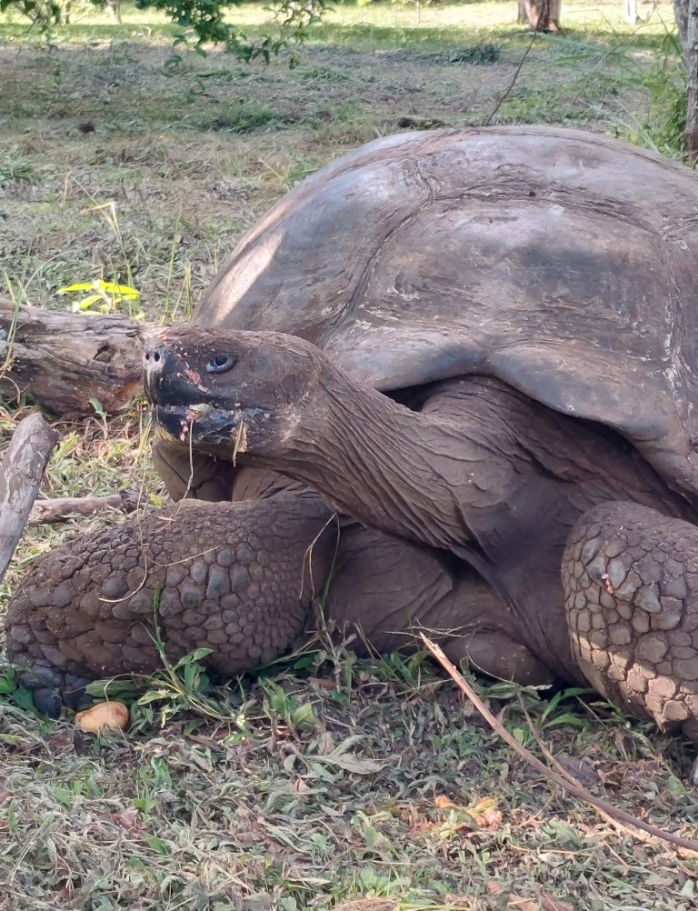 Galapagos – Finale