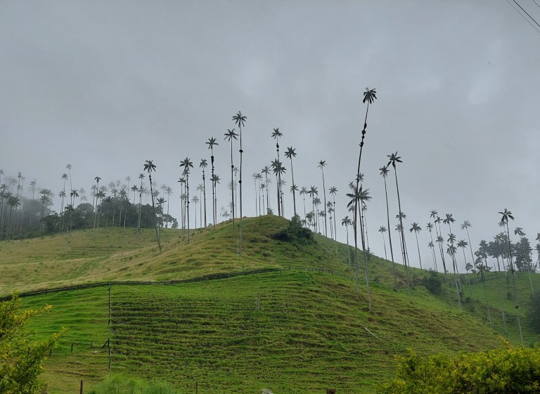 Cocora Valley – wo himmelhohe Palmen stehn