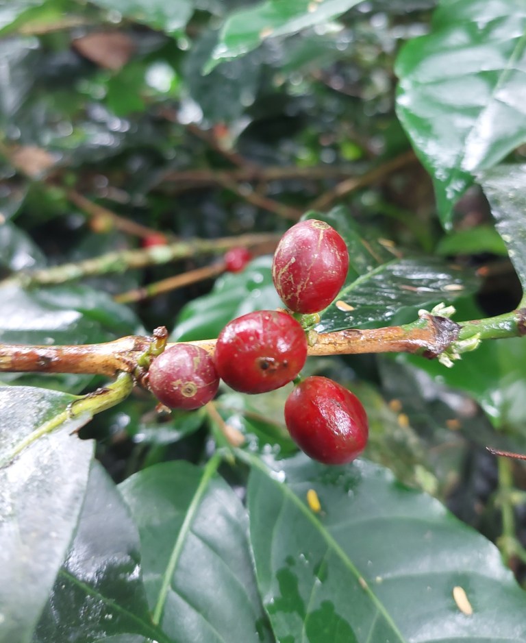 Die Ocaso Kaffeefarm