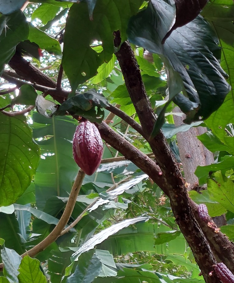 Der Schokolade auf der Spur